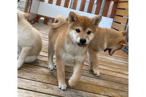 成約済の宮崎県の柴犬-236457の3枚目